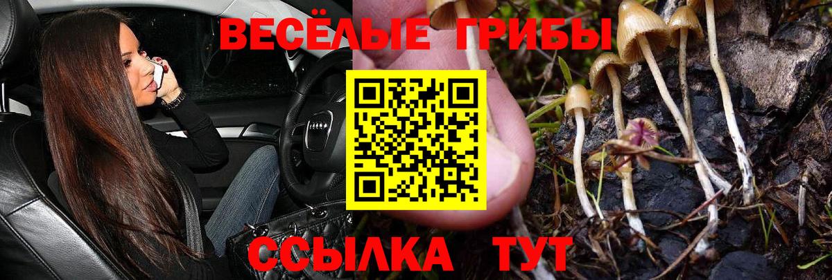 Галлюциногенные грибы Psilocybe Прокопьевск
